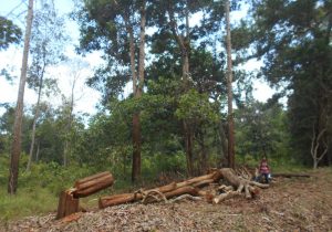Hutan Lindung Kemampo Mulai Habis