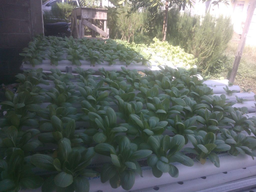 Marjoko, Melangkah Sukses Dengan Hidroponik