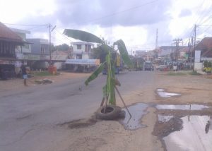 Aneh: Pohon Pisang Tumbuh di Tengah Jalan