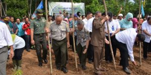 Gerakan Penanaman  Intercropping Jagung Pada Peremajaan Karet