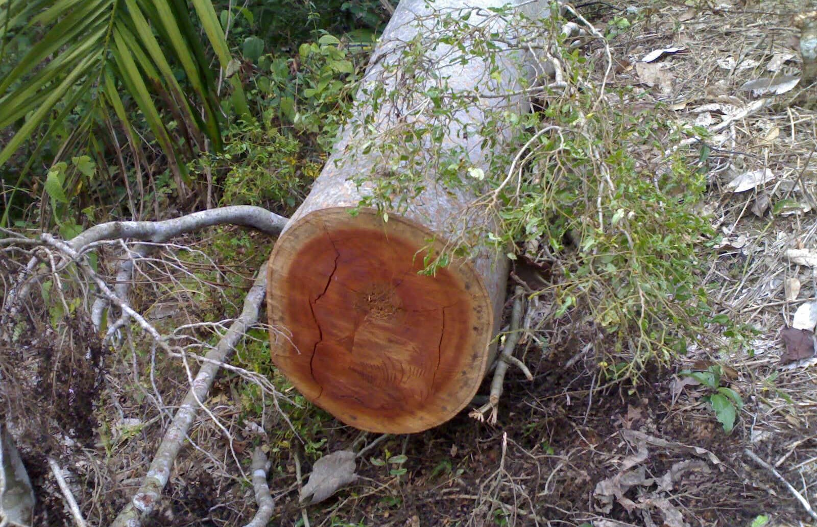 penebangan pohon lindung