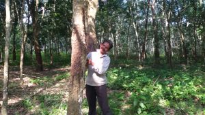 Petani karet di Banyuasin masih galau karena harga getah belum naik