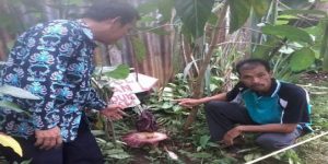 Geger! Warga Seterio Temukan Bunga Rafflesia