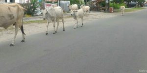 Banyak Ternak Berkeliaran di Jalan, Warga Minta Pemkab Banyuasin Peka