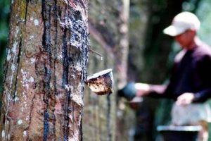 Harga Karet Kembali Turun, Petani Mengeluh