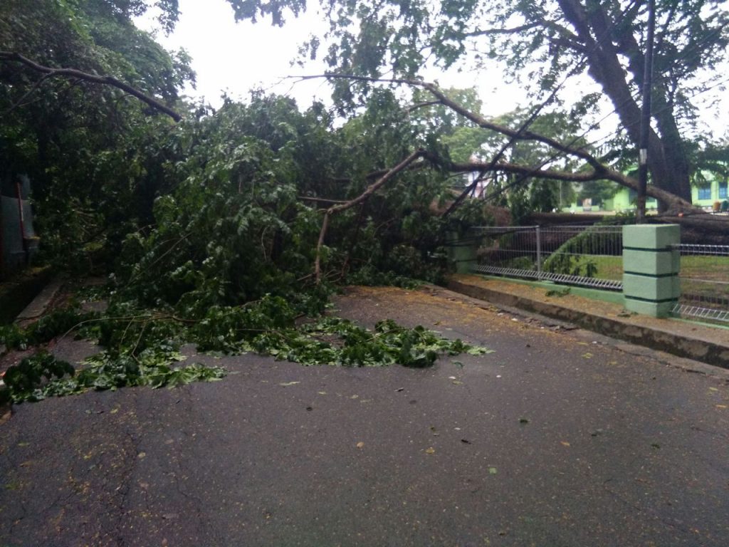 Pohon Tua Besar UIN Raden Fatah Tumbang