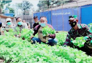 Cik Ujang Bupati Lahat Panen Bayam di Koramil 405-02/Merapi