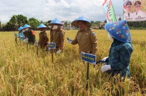 Cik Ujang Pimpin Panen Raya padi di desa Tanjung Payang