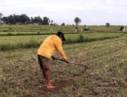 Bantuan dari Bukit Asam (PTBA) Tingkatkan Penghasilan Petani di Lampung
