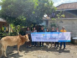 PLTU Banjarsari Serahkan Kurban Sapi Idul Adha 1445 ke Masyarakat