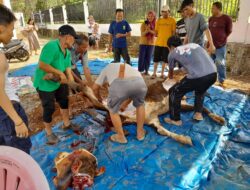 1 Ekor Sapi Qurban Diberikan Cik Ujang Dan Lidyawati Ke Tim Garda Biru