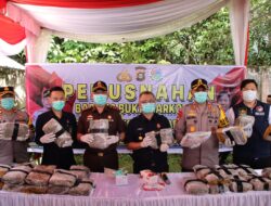 Polres OKUT Polda Sumsel Musnahkan Barang Bukti 35,7 KG Narkotika jenis Ganja.