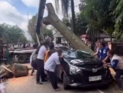 Pohon Besar Tumbang di Depan Kantor Camat IT I Palembang, Tiga Mobil Tertimpa