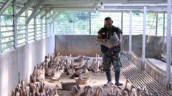 Bangun Ekonomi Lokal Berkelanjutan, PTBA Tingkatkan Kompetensi Kelompok Budidaya Itik Petelur