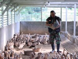 Bangun Ekonomi Lokal Berkelanjutan, PTBA Tingkatkan Kompetensi Kelompok Budidaya Itik Petelur